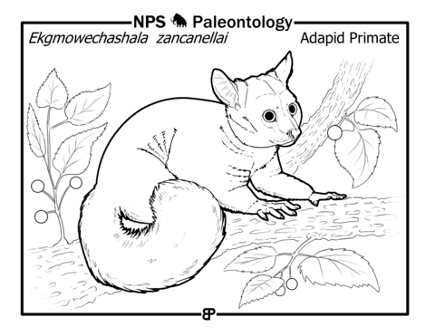 Prehistoric Lemur (Ekgmowechashala Zancanelli) Coloring Page